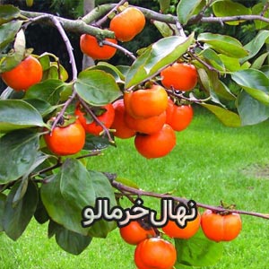 خرید نهال خرمالو