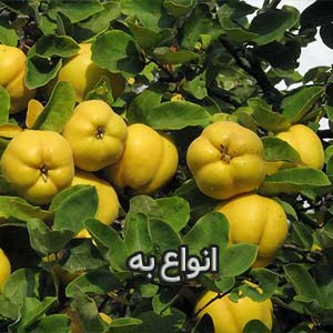 خرید نهال به