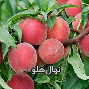 خرید نهال هلو